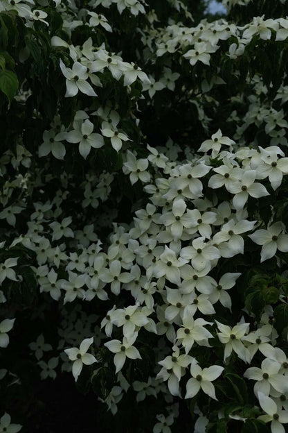 Cornus kousa haagplant bloesem