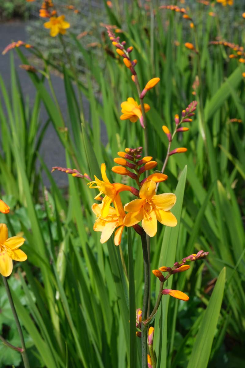 Crocosmia 'George Davidson' bloem