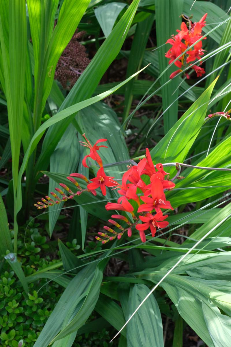 Crocosmia 'Lucifer' bloem