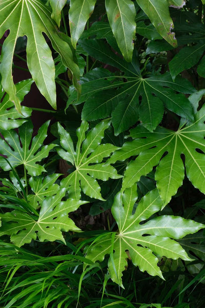 Fatsia japonica op stam blad