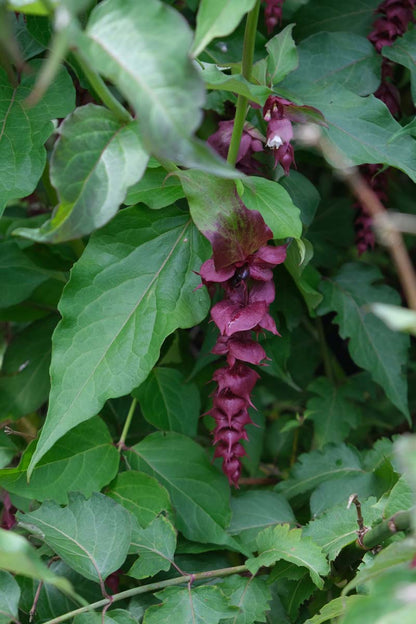Leycesteria formosa meerstammig / struik bloem