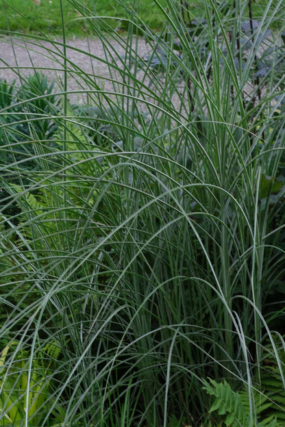 Miscanthus sinensis 'Kleine Silberspinne' blad