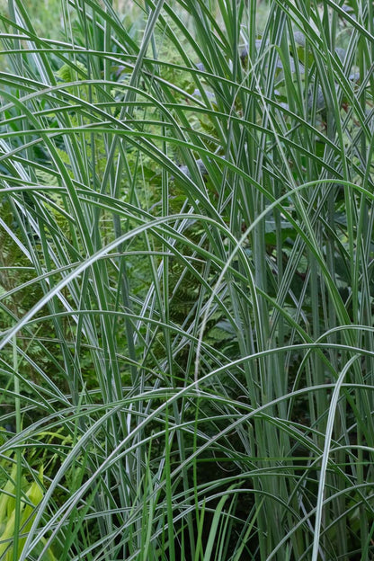 Miscanthus sinensis 'Kleine Silberspinne' blad