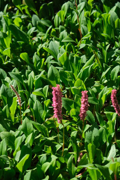 Persicaria affinis 'Superba' bloem