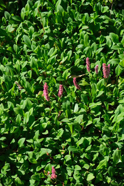 Persicaria affinis 'Superba' blad