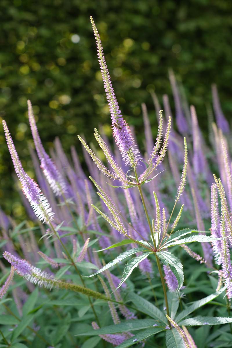 Veronicastrum virginicum 'Lavendelturm' bloem