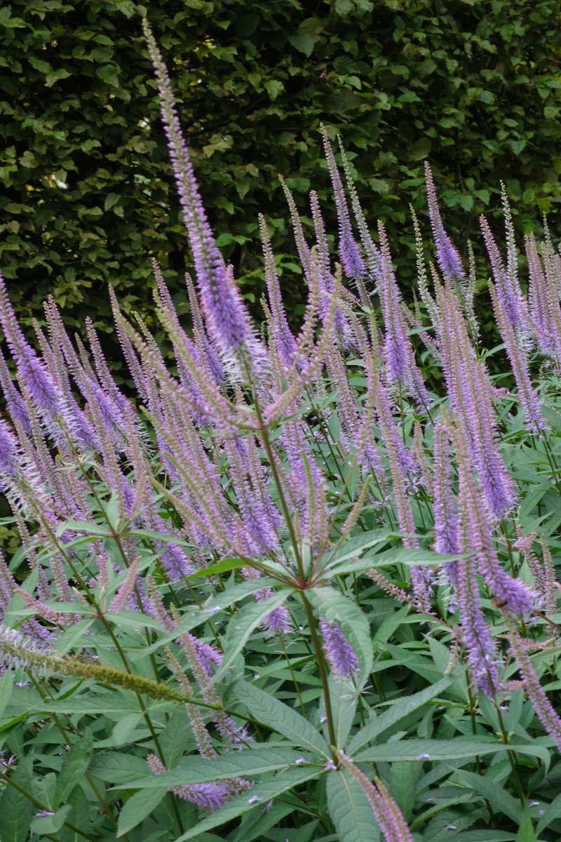 Veronicastrum virginicum 'Lavendelturm' bloesem