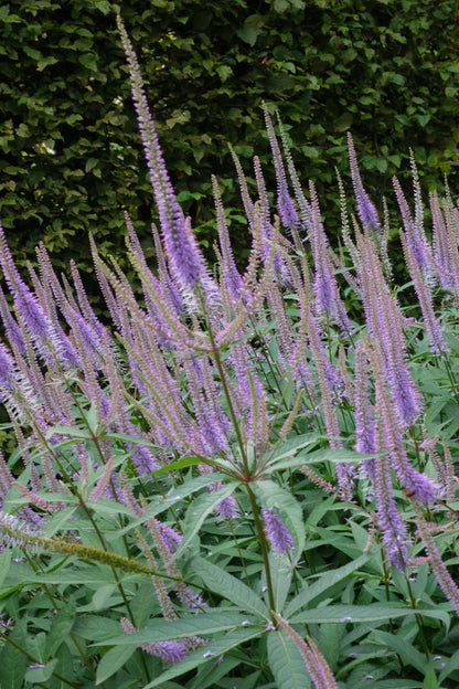 Veronicastrum virginicum 'Lavendelturm' bloesem