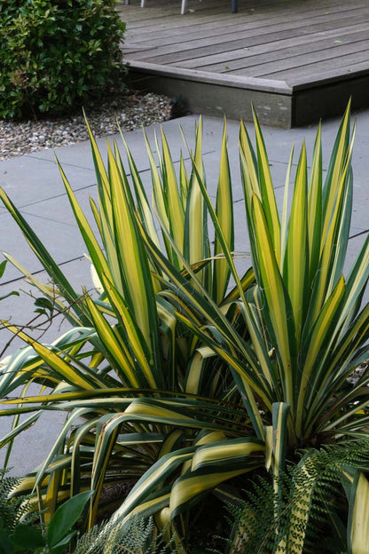 Yucca gloriosa 'Variegata' op stam blad