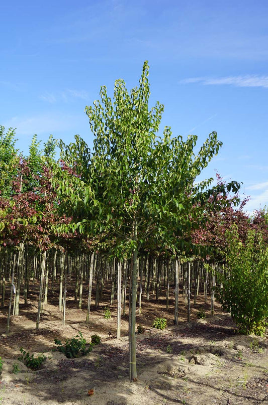 Acer davidii op stam op stam