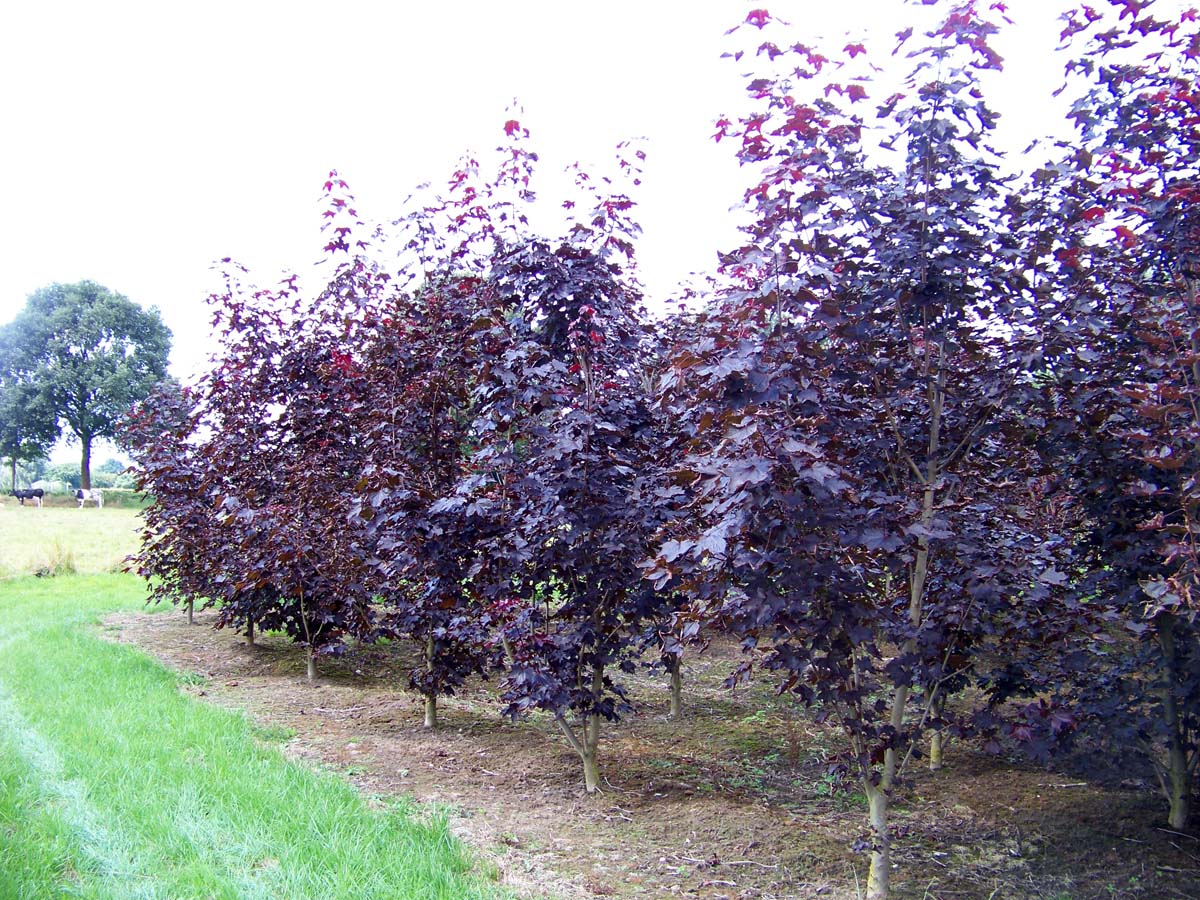 Acer platanoides 'Royal Red' solitair solitair