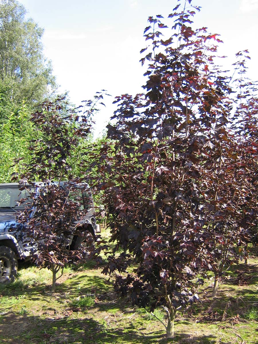 Acer platanoides 'Royal Red' solitair solitair