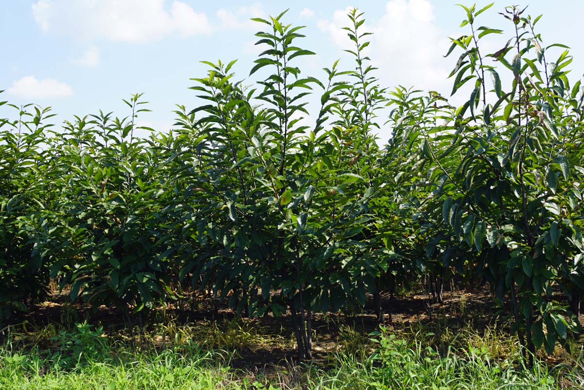 Castanea sativa meerstammig / struik meerstammig