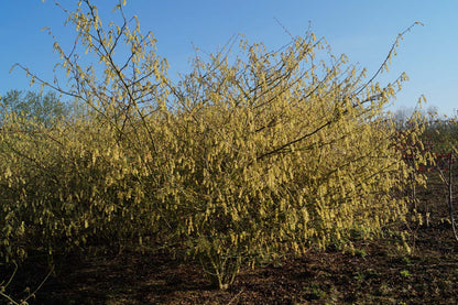 Corylopsis sinensis calvescens meerstammig / struik struik