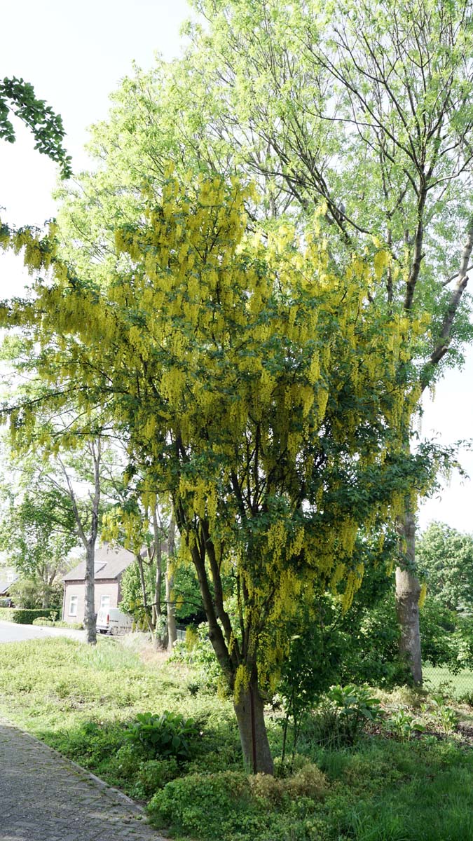 Laburnum watereri 'Vossii' meerstammig / struik meerstammig