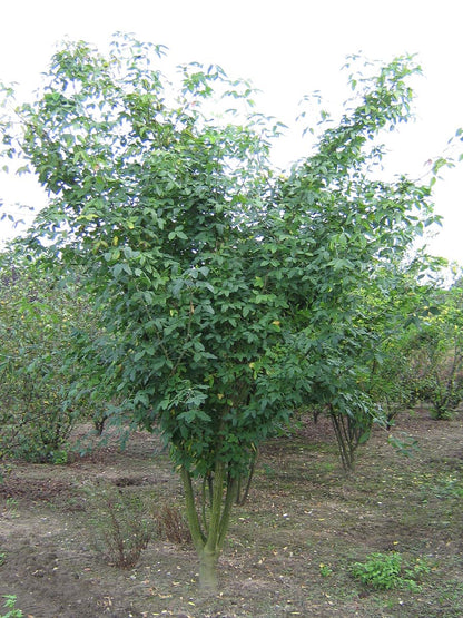 Laburnum watereri 'Vossii' meerstammig / struik meerstammig