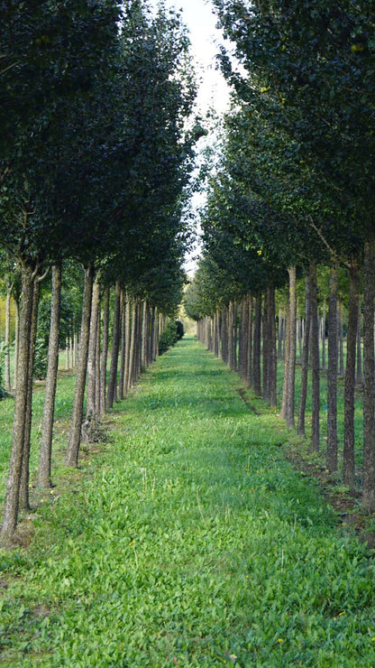 Pyrus communis 'Beech Hill' op stam op stam