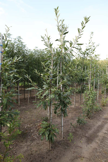Quercus castaneifolia 'Green Spire' op stam op stam