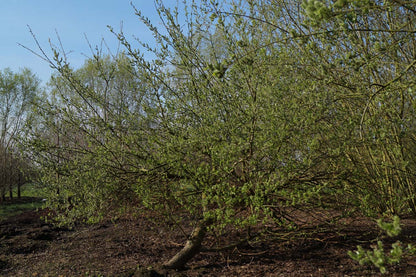 Salix caprea meerstammig / struik meerstammig
