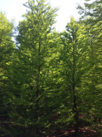 Taxodium distichum meerstammig / struik meerstammig