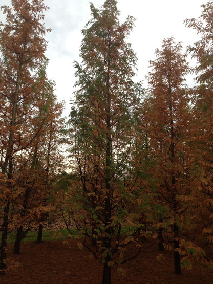 Taxodium distichum meerstammig / struik meerstammig