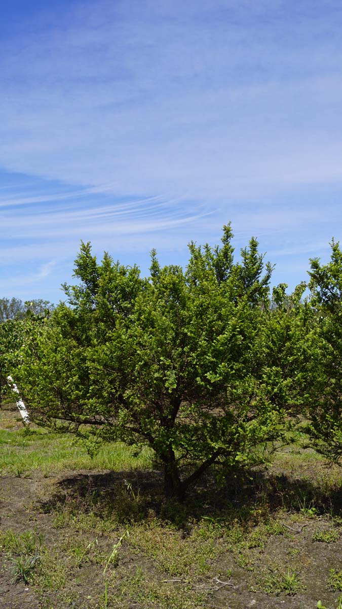 Ulmus parvifolia 'Sagei' meerstammig / struik meerstammig