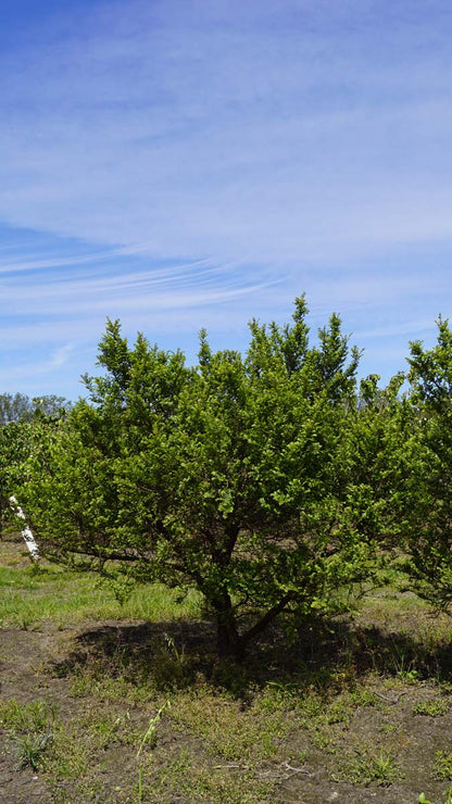 Ulmus parvifolia 'Sagei' meerstammig / struik meerstammig