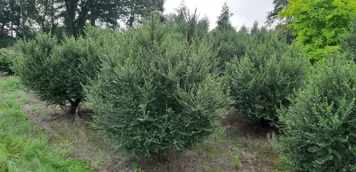 Ulmus parvifolia 'Sagei' meerstammig / struik meerstammig
