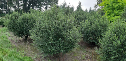 Ulmus parvifolia 'Sagei' meerstammig / struik meerstammig