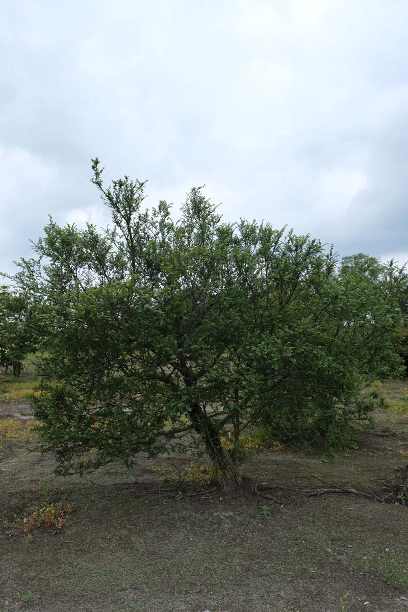 Ulmus parvifolia 'Sagei' meerstammig / struik meerstammig