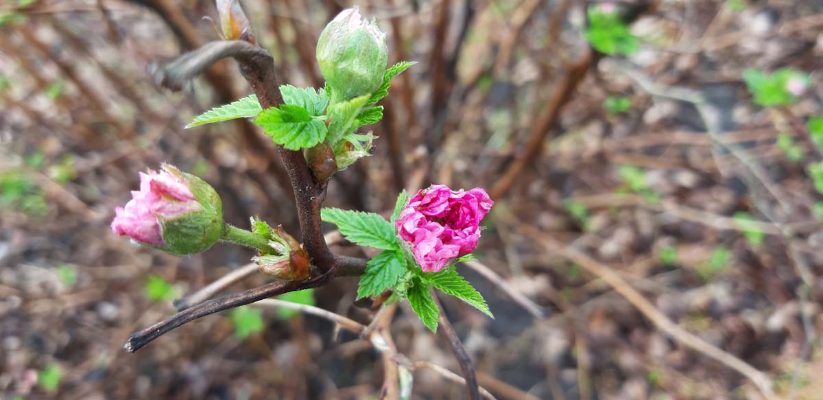 Rubus spectabilis 'Olympic Double' Tuinplanten bloem