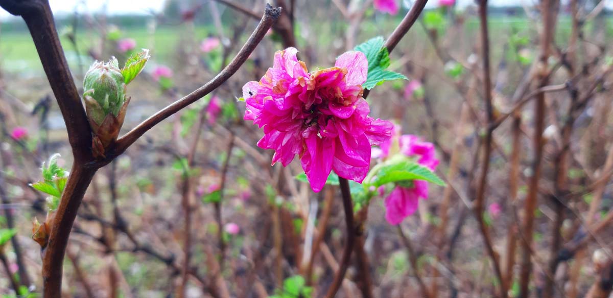 Rubus spectabilis 'Olympic Double' meerstammig / struik bloem