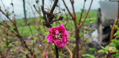 Rubus spectabilis 'Olympic Double' meerstammig / struik bloem