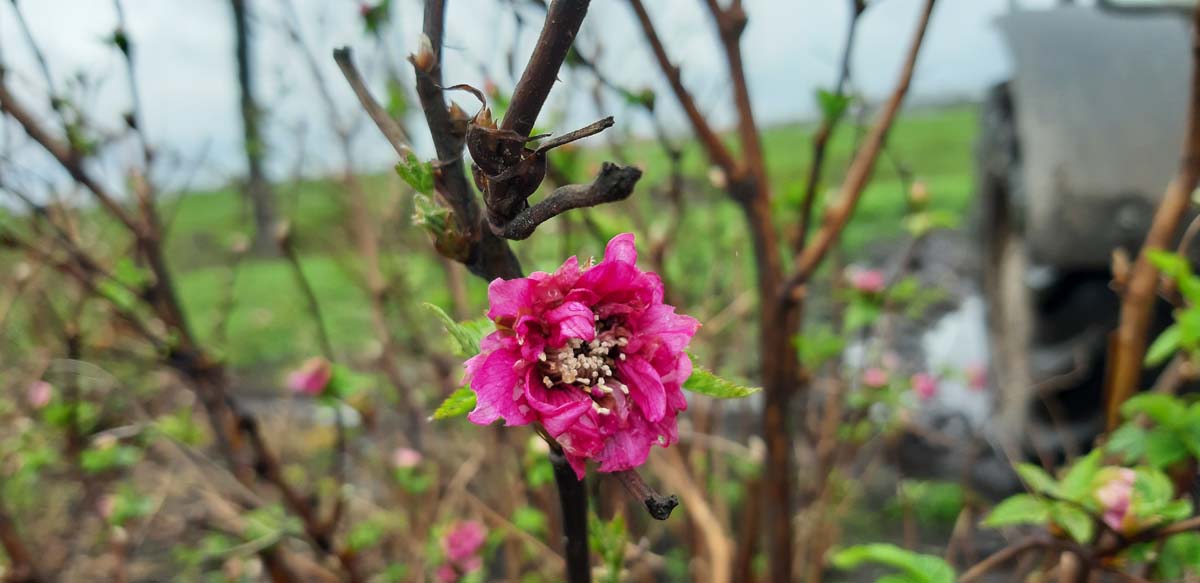 Rubus spectabilis 'Olympic Double' Tuinplanten bloem