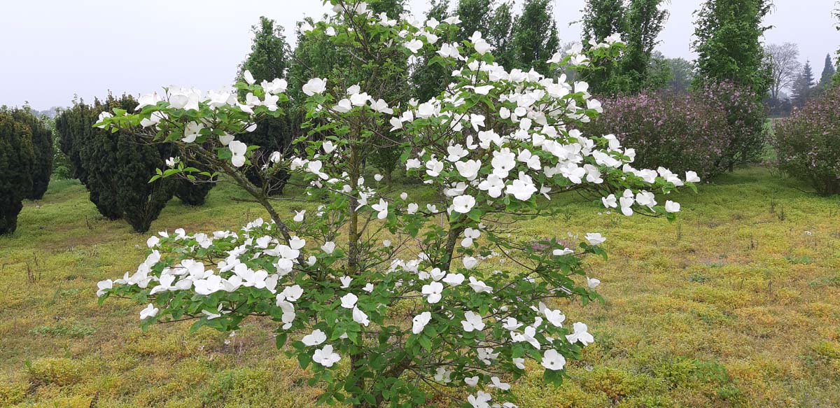 Cornus 'Ascona' meerstammig / struik struik