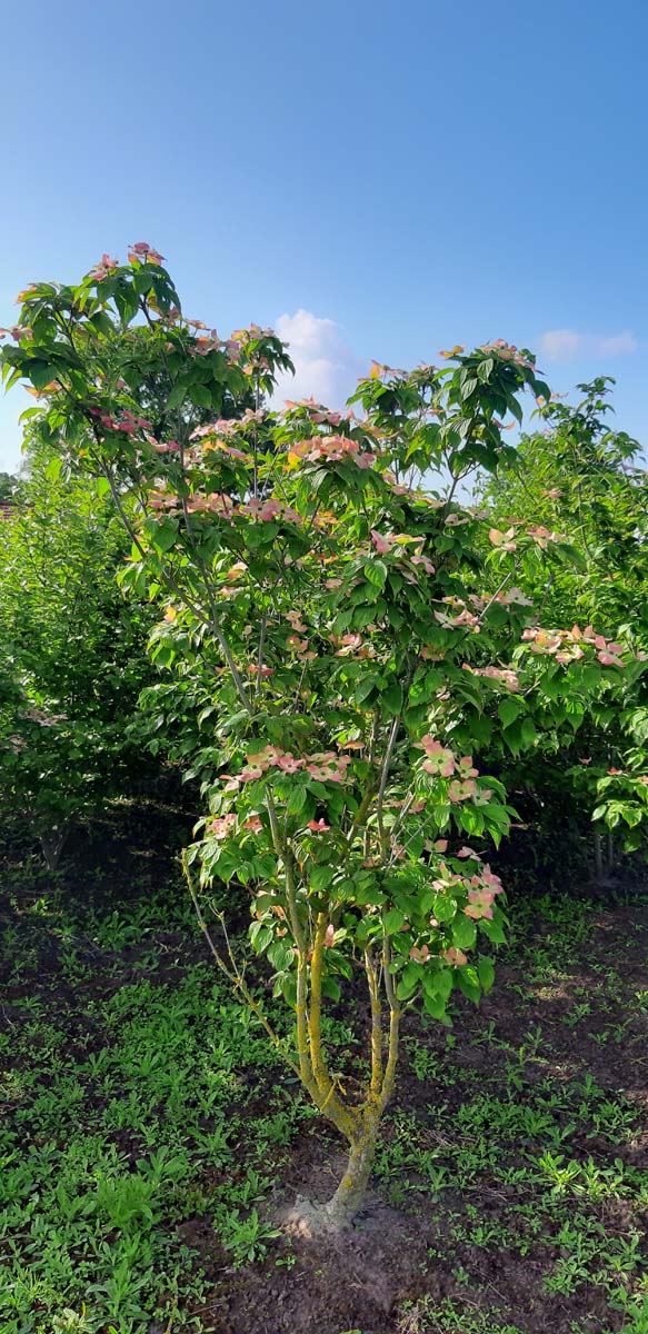Cornus 'Rutgan' meerstammig / struik struik