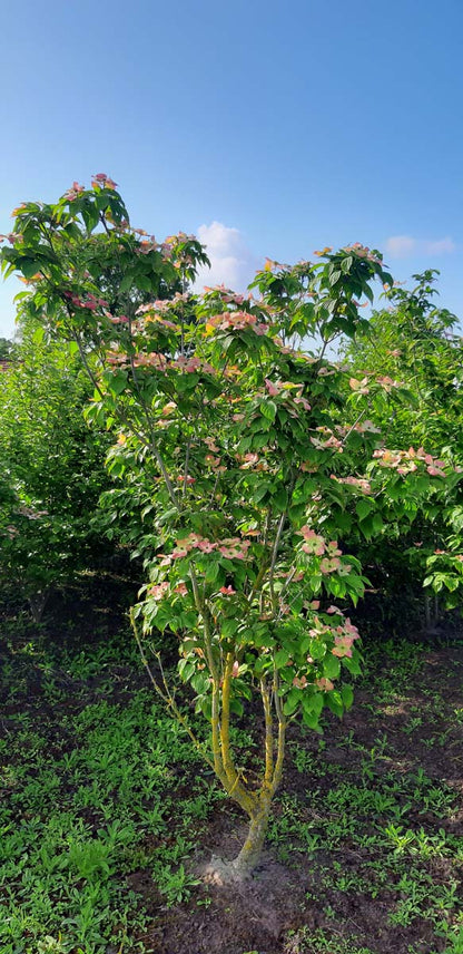 Cornus 'Rutgan' meerstammig / struik struik