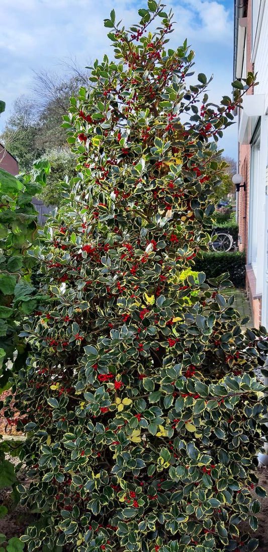 Ilex aquifolium 'Rubricaulis Aurea' meerstammig / struik struik