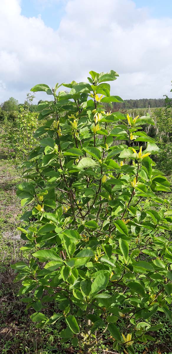 Magnolia brooklynensis 'Yellow Bird' meerstammig / struik meerstammig