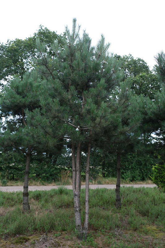 Pinus nigra meerstammig / struik meerstammig