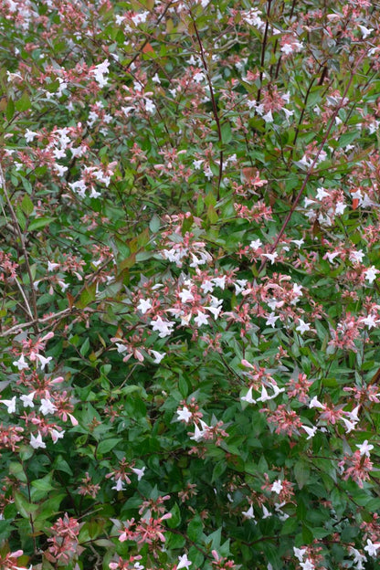 Abelia grandiflora op stam bloesem