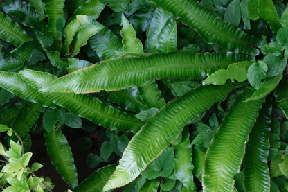 Asplenium scolopendrium blad