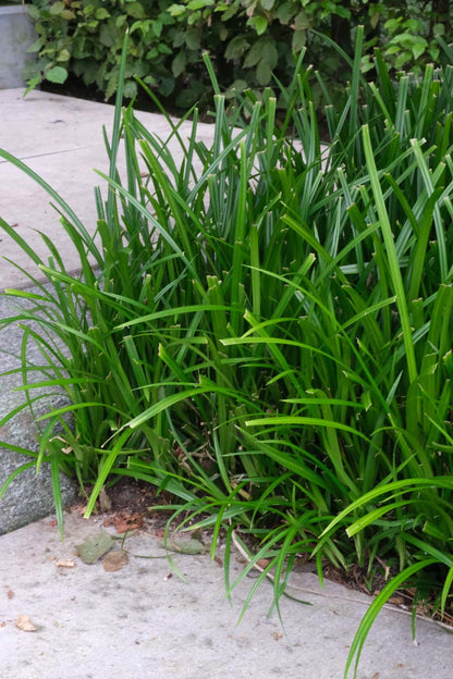 Carex morrowii 'Irish Green'