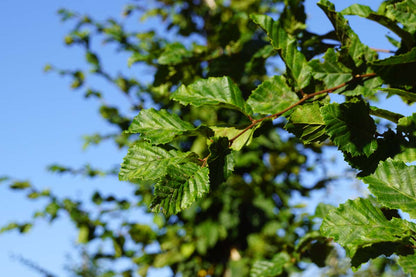 Carpinus betulus 'Frans Fontaine' op stam blad