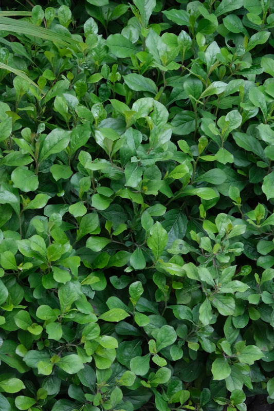 Ceratostigma plumbaginoides blad