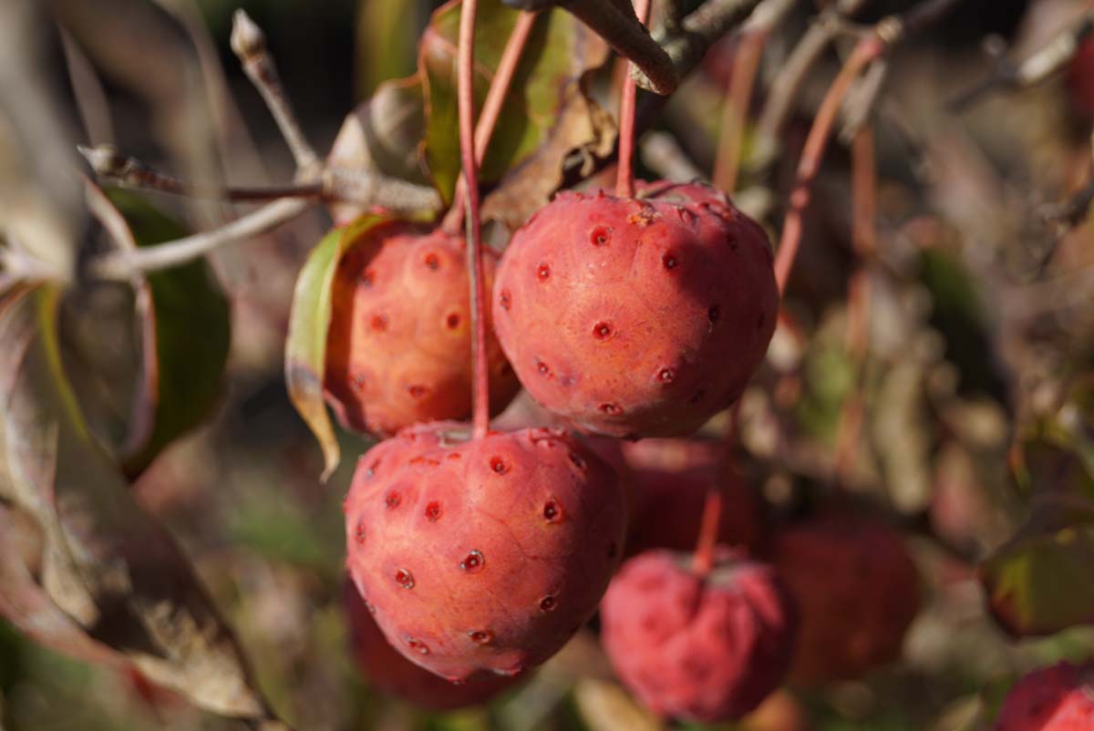 Cornus kousa 'Milky Way' meerstammig / struik vrucht