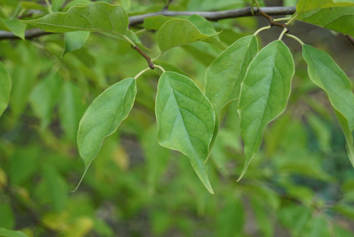 Cudrania tricuspidata meerstammig / struik blad