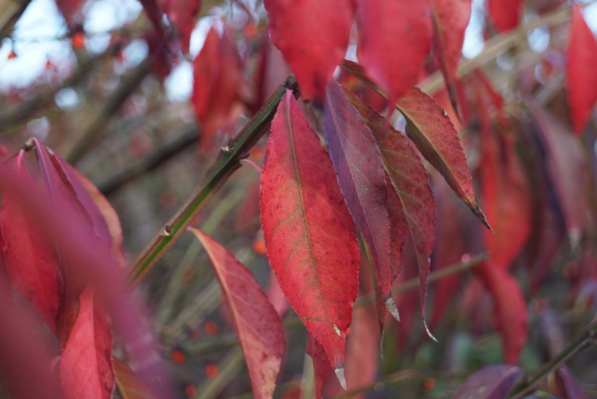 Euonymus alatus 'Blade Runner' haagplant herfstkleur