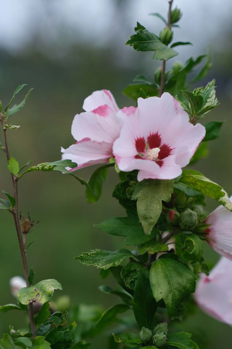 Hibiscus syriacus 'Mathilde' op stam bloem