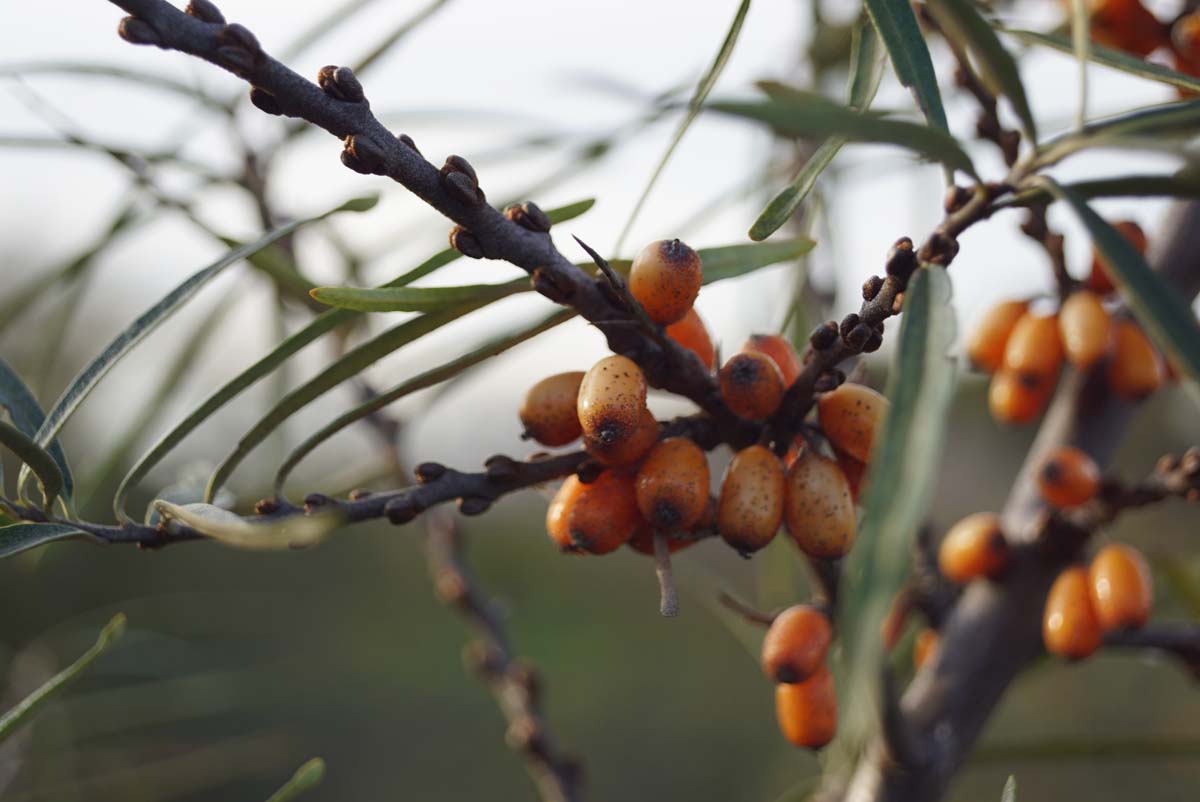 Hippophae rhamnoides 'Hergo' Tuinplanten vrucht